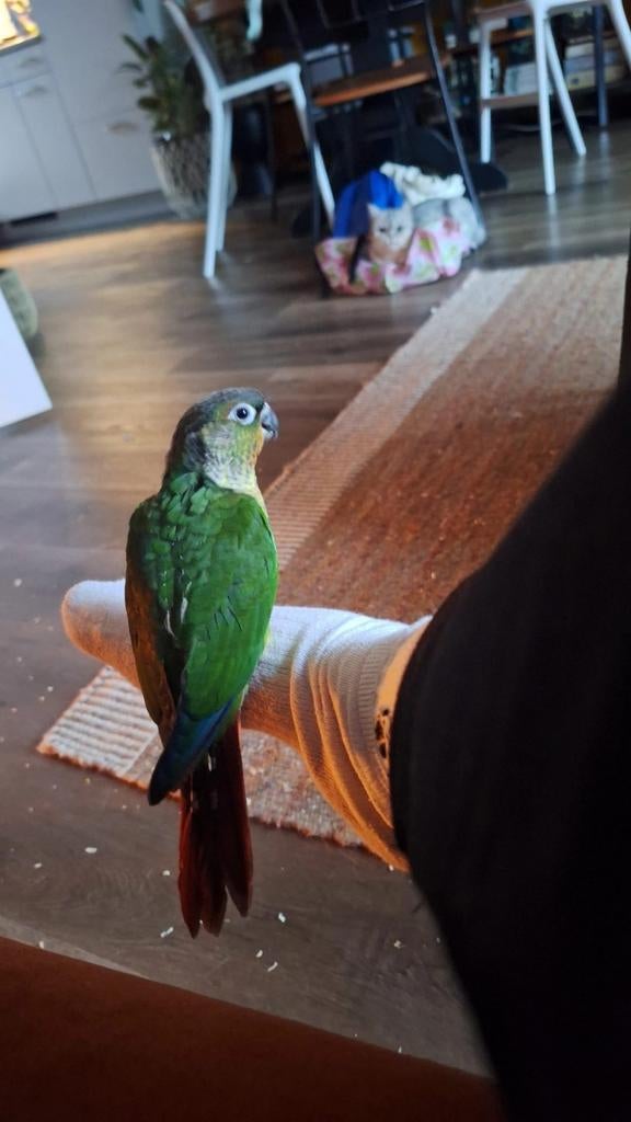 Pyrrhura ter herplaatsing, Dieren en Toebehoren, Mannelijk, Parkiet