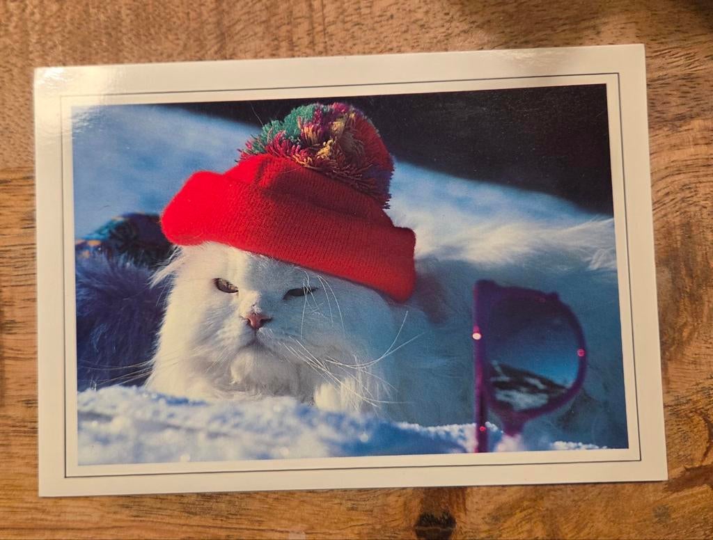 Witte fluffy poes met muts in de sneeuw, Verzenden, 1980 tot heden, Ongelopen, Hond of Kat