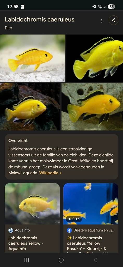 Labidochromis caeruleus malawi aquarium vissen, Dieren en Toebehoren, Vissen | Aquariumvissen, Vis