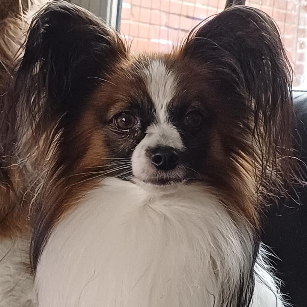 Papillon vlinderhondje met stamboom dekreu getest, Reu, CDV (hondenziekte), 1 tot 2 jaar, Meerdere