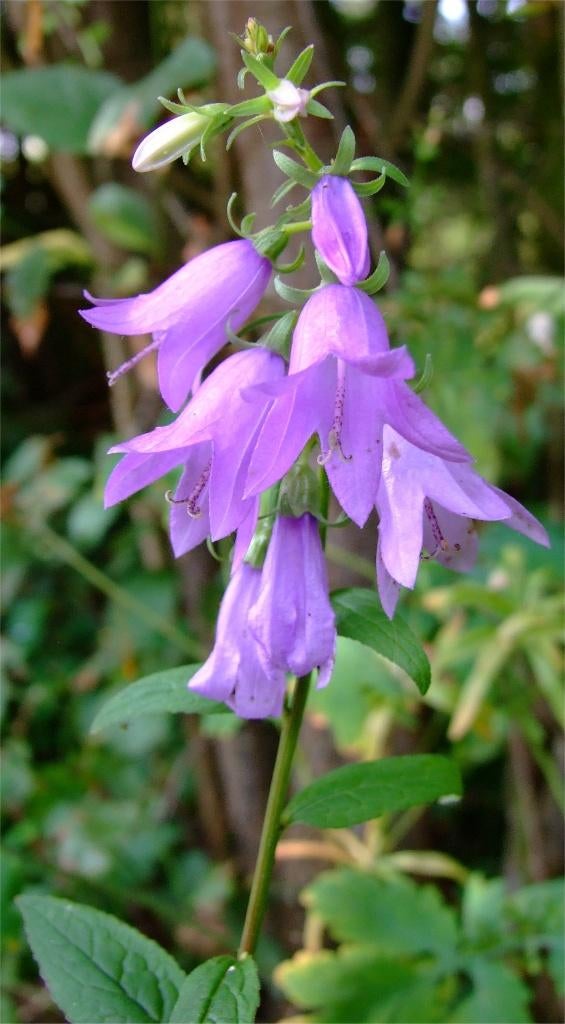 zaden 0,50, vele soorten, Verzenden, Gehele jaar, Halfschaduw, Zaad