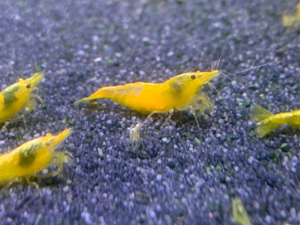 Gele garnalen, Dieren en Toebehoren, Vissen | Aquariumvissen, Kreeft, Krab of Garnaal, Zoetwatervis