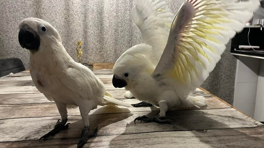 Witkuif kaketoe Alba 2026 Babys, Dieren en Toebehoren, Vogels | Parkieten en Papegaaien, Meerdere dieren, Geringd