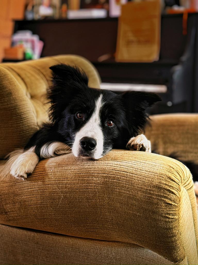 Bordercollie Reu ter dekking aangeboden, Dieren en Toebehoren, Honden | Dekreuen, 6 jaar of ouder, Reu, Parvo, Eén hond