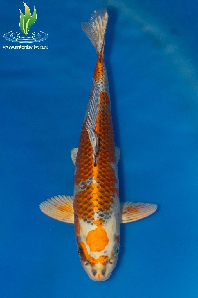 064 Kujaku, Karper of Koi
