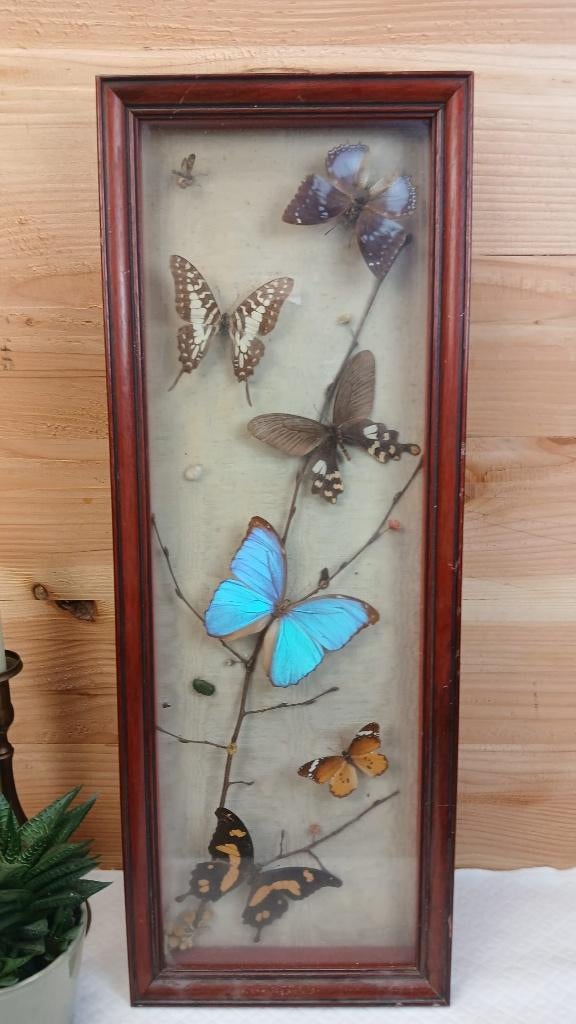 Taxidermie - Kader opgezette vlinders, Verzamelen, Ophalen of Verzenden, Gebruikt, Insect, Opgezet dier