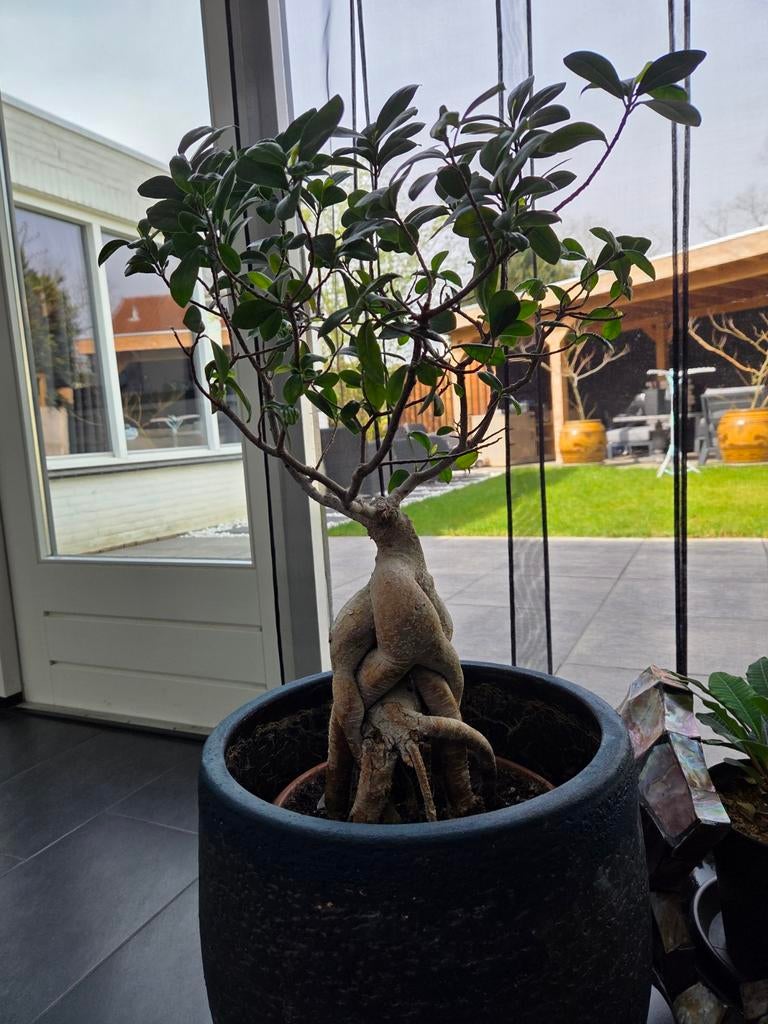 Ficus Ginseng Bonsai - 65 cm hoog, Tuin en Terras, Planten | Tuinplanten, Ophalen of Verzenden