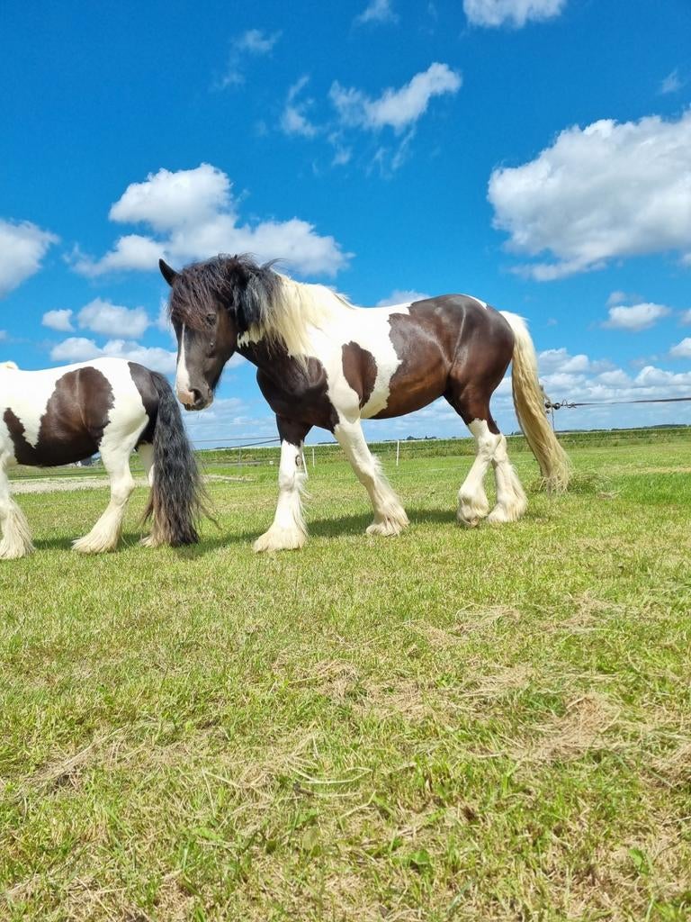 Grote vriendelijke ruin Shire x Tinker 9 jaar, Dieren en Toebehoren, Ruin, 170 tot 175 cm, 7 tot 10 jaar, Gechipt