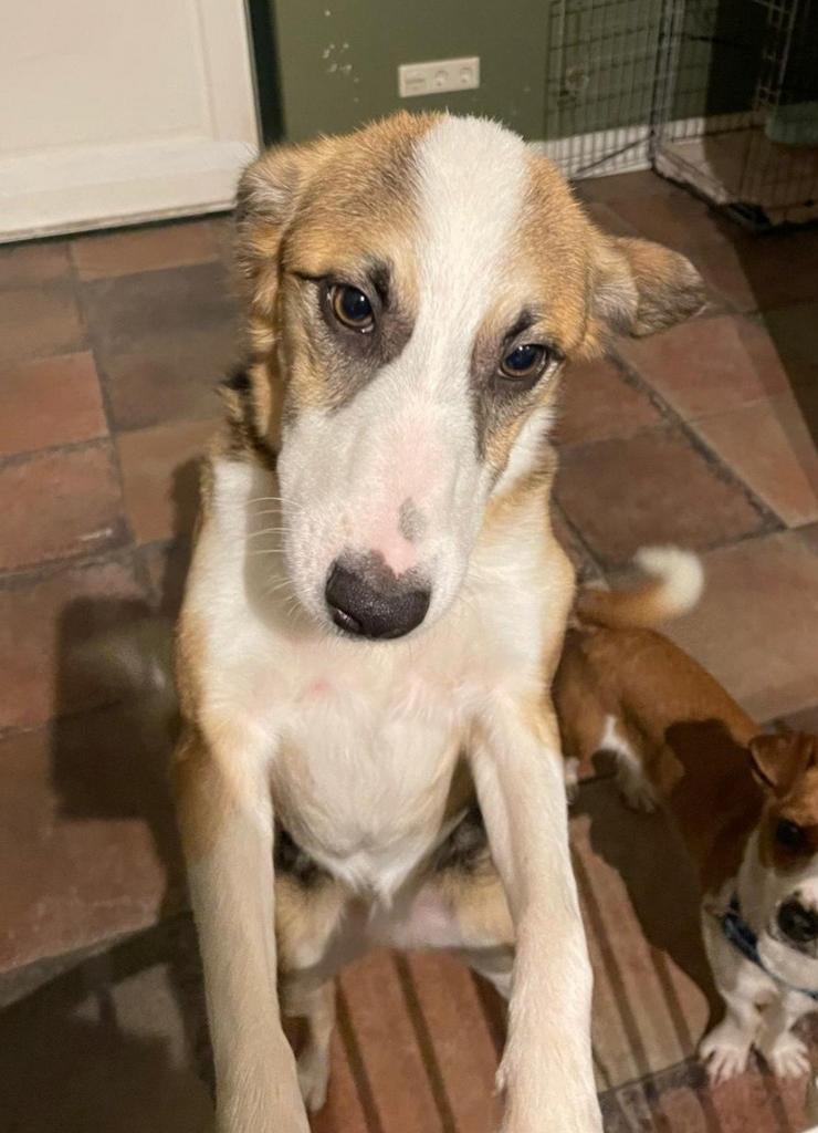 Romy ter adoptie, Particulier, 1 tot 2 jaar, Buitenland, Teef