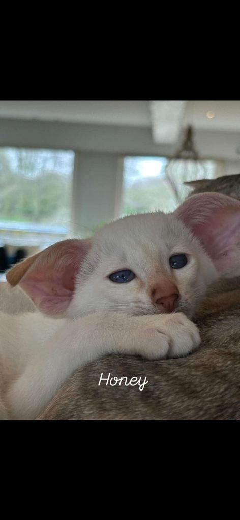 Wie heeft een gezond nestje?, Dieren en Toebehoren, 0 tot 2 jaar