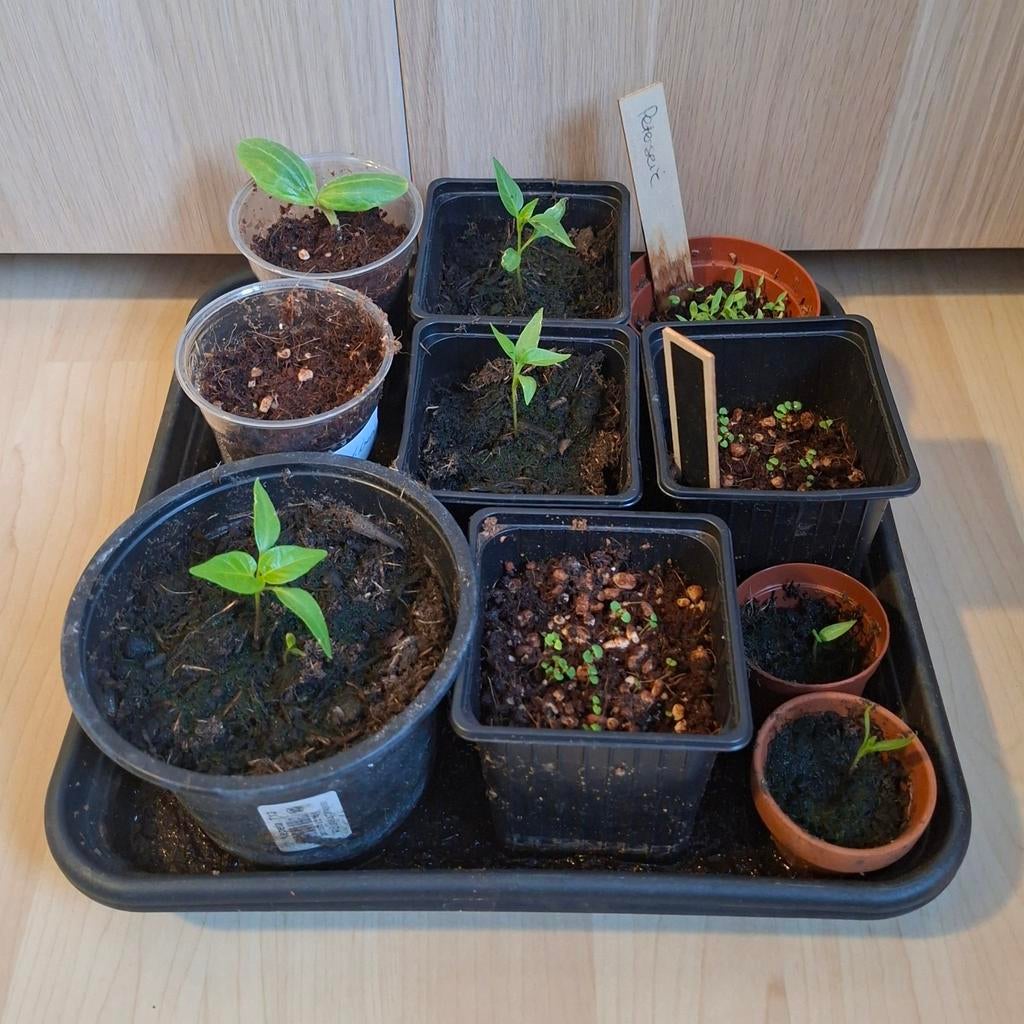 Biologische moestuin stekjes - verschillende planten, Tuin en Terras, Planten | Fruitbomen, Ophalen, In pot, Overige soorten