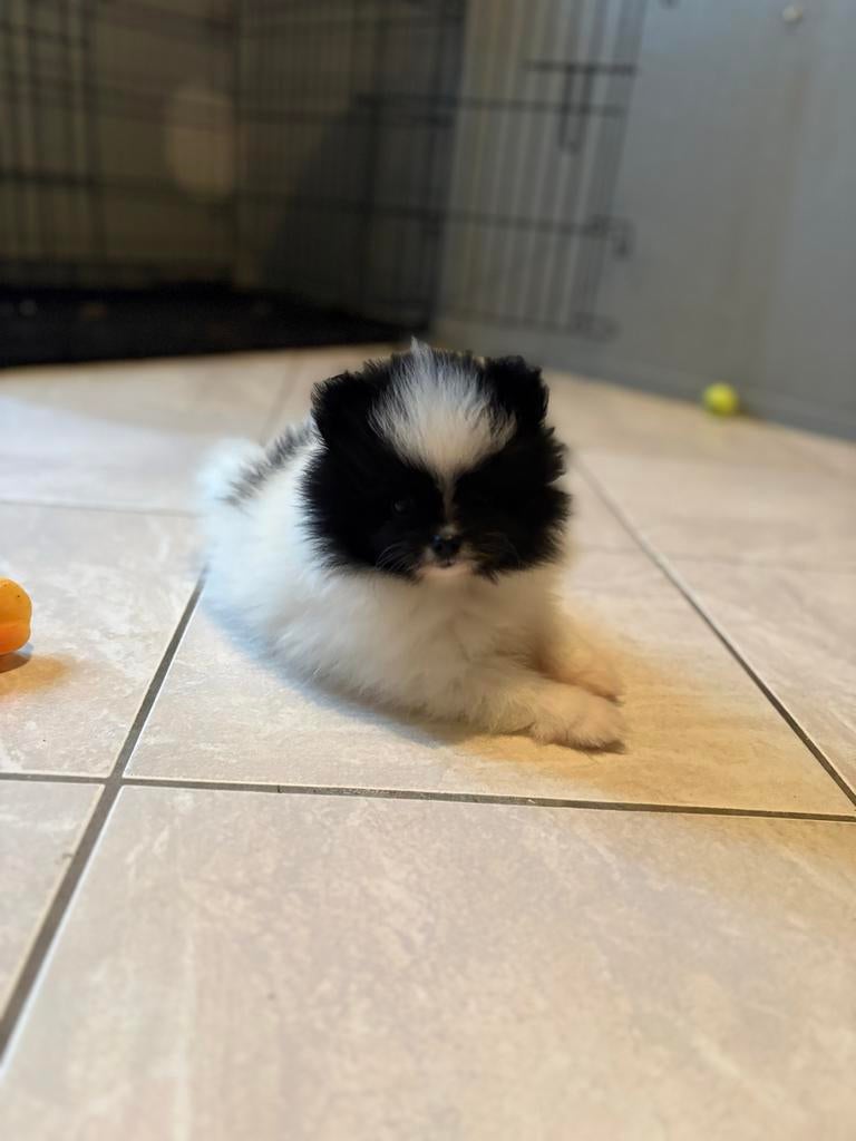 Pombriaan pups, Overige rassen, Meerdere, Meerdere dieren, Nederland