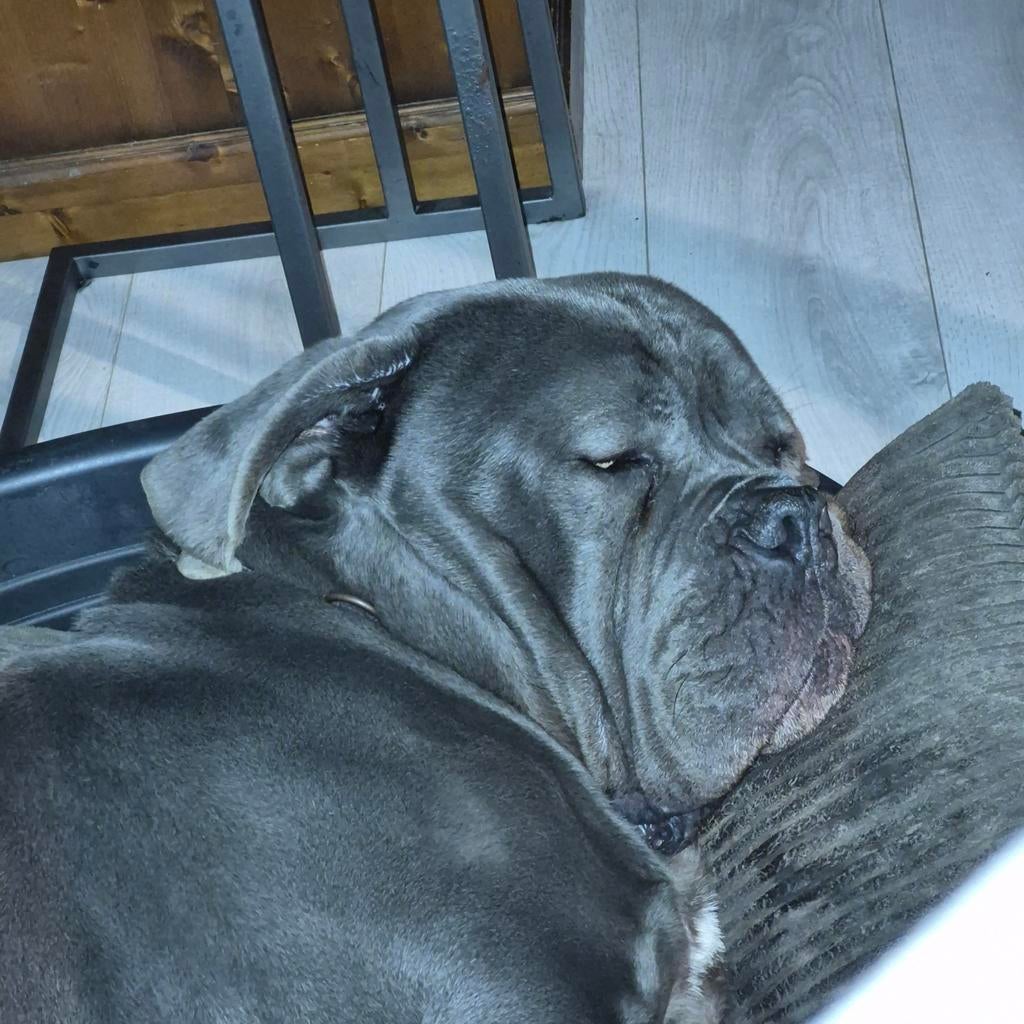 Wij zoeken oppas/opvang voor Bram cane corso, Eén hond, 3 tot 5 jaar, Nederland, Particulier