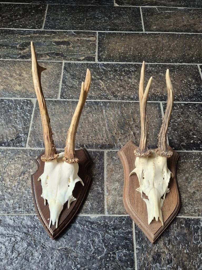 2 Mooie Ree geweien samen € 20 jacht hut mancave g30, Ophalen of Verzenden, Gebruikt, Hert, Gewei of Kop