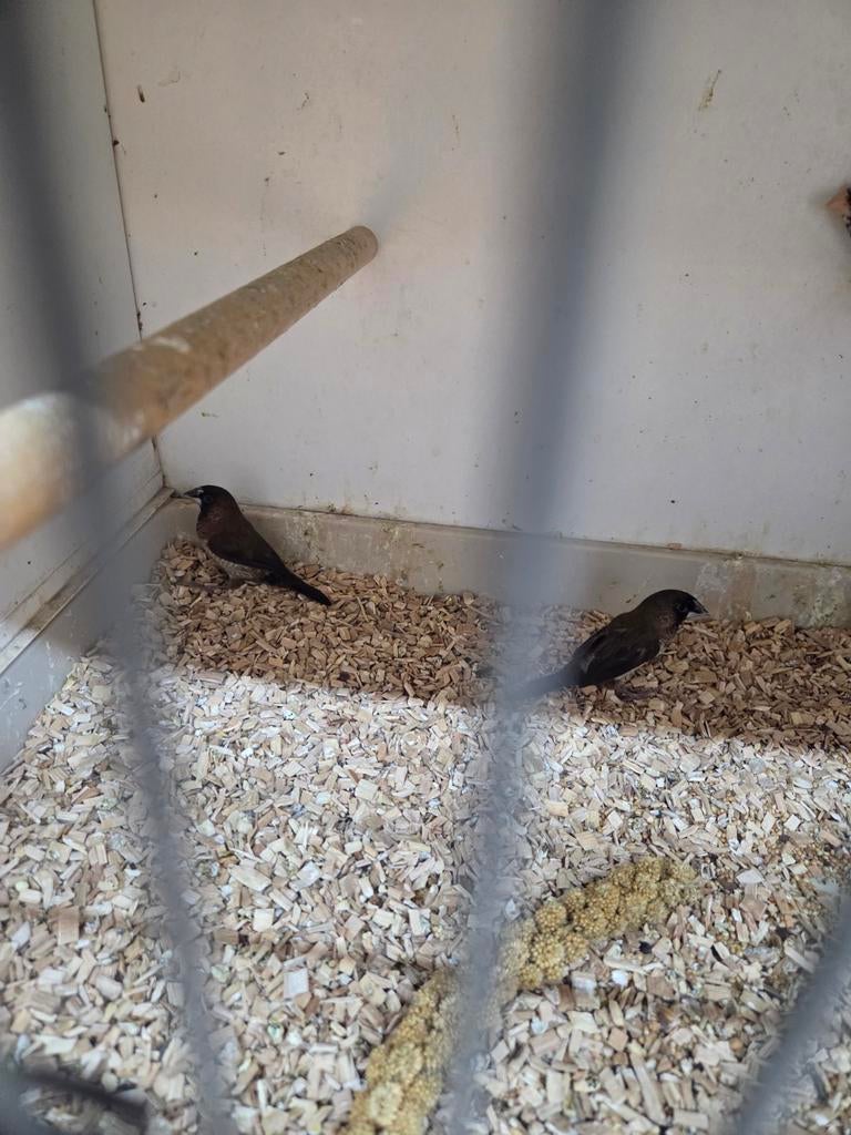 Japanse meeuwetjes, Meerdere dieren