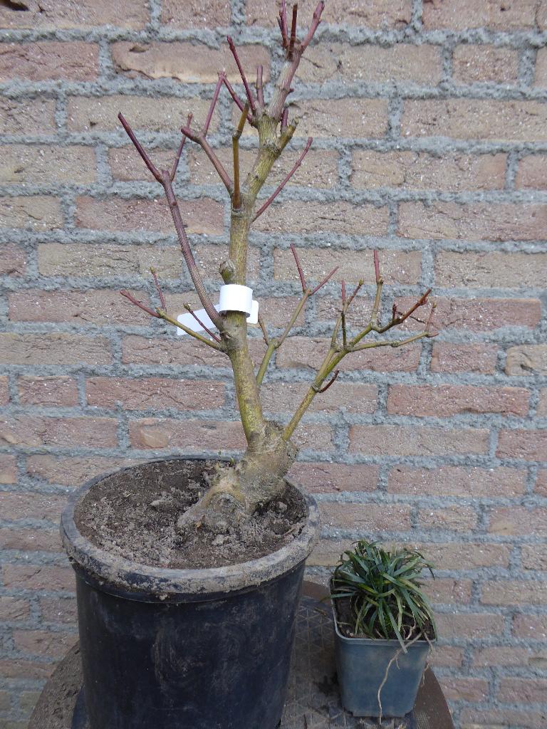 Bonsai: Acer palmatum, Tuin en Terras, Ophalen, Bloeit niet, Halfschaduw, Overige soorten