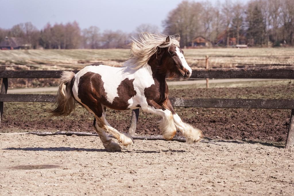Super lieve twee jarige tinker hengst (kan geruind worden), Dieren en Toebehoren, Minder dan 160 cm, Met stamboom, 0 tot 2 jaar