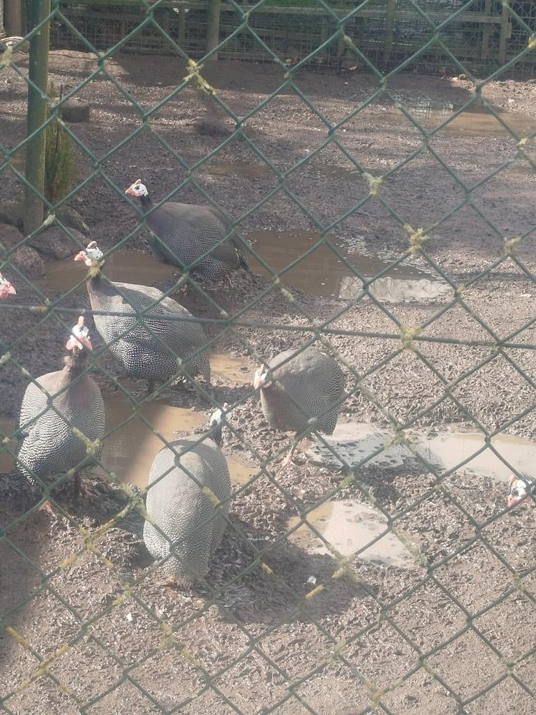 Echte blauwe parelhoender hanen, Dieren en Toebehoren, Pluimvee, Mannelijk, Kip