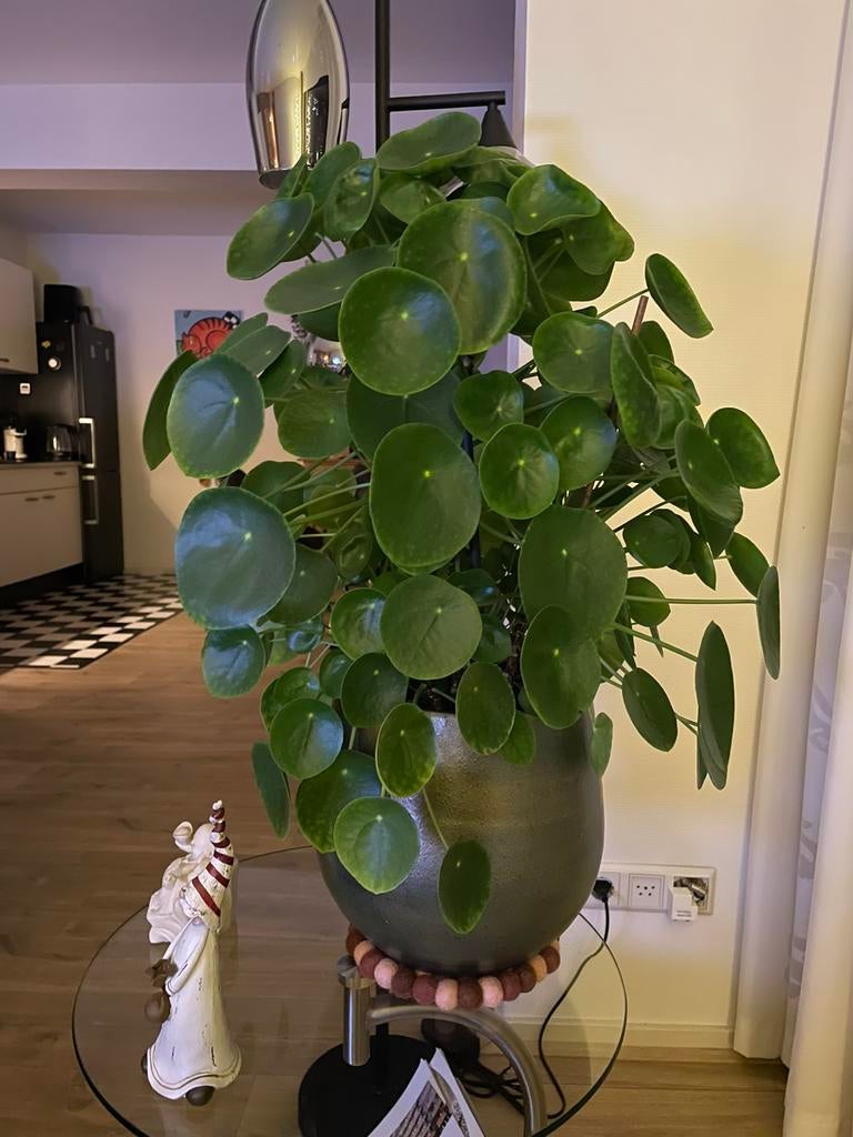 Pannekoekenplantjes - pilea peperomioides, Ophalen, Halfschaduw, Minder dan 100 cm