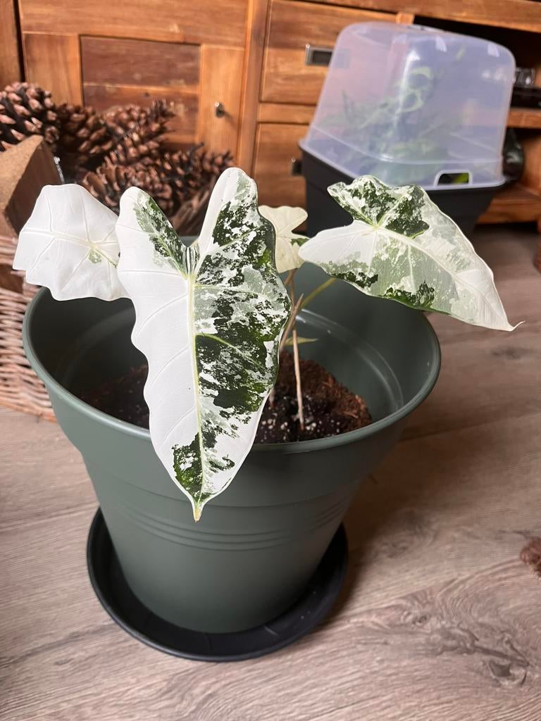 Pot met twee Alocasia Frydek planten (zonder schotel), Huis en Inrichting, Kamerplanten, Ophalen, Halfschaduw, Minder dan 100 cm