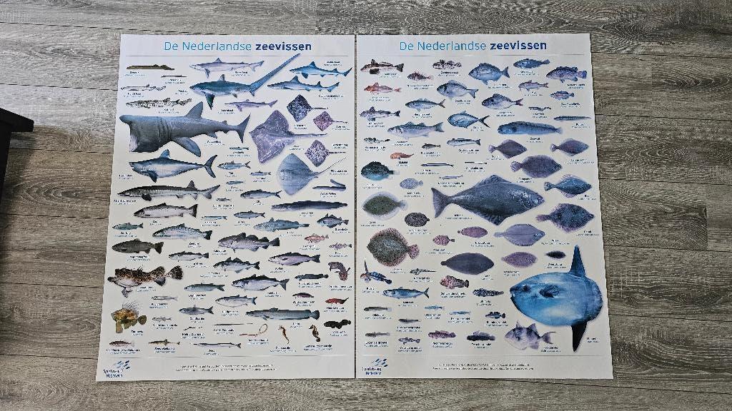 Posters van De Nederlandse zeevissen, Verzamelen, Posters, Ophalen, Deurposter of groter, Dier of Natuur, Rechthoekig Staand