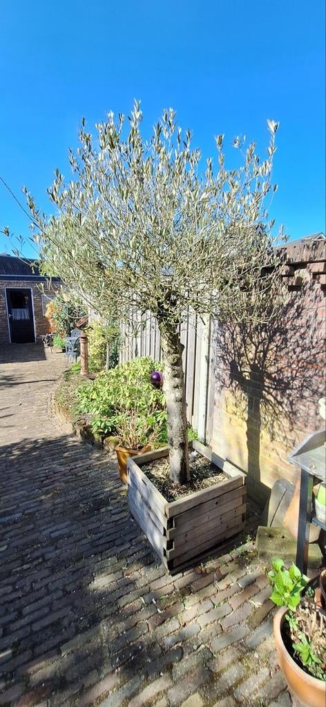 Olijfboom, Bloeit niet, 100 tot 250 cm, Olijfboom, Ophalen