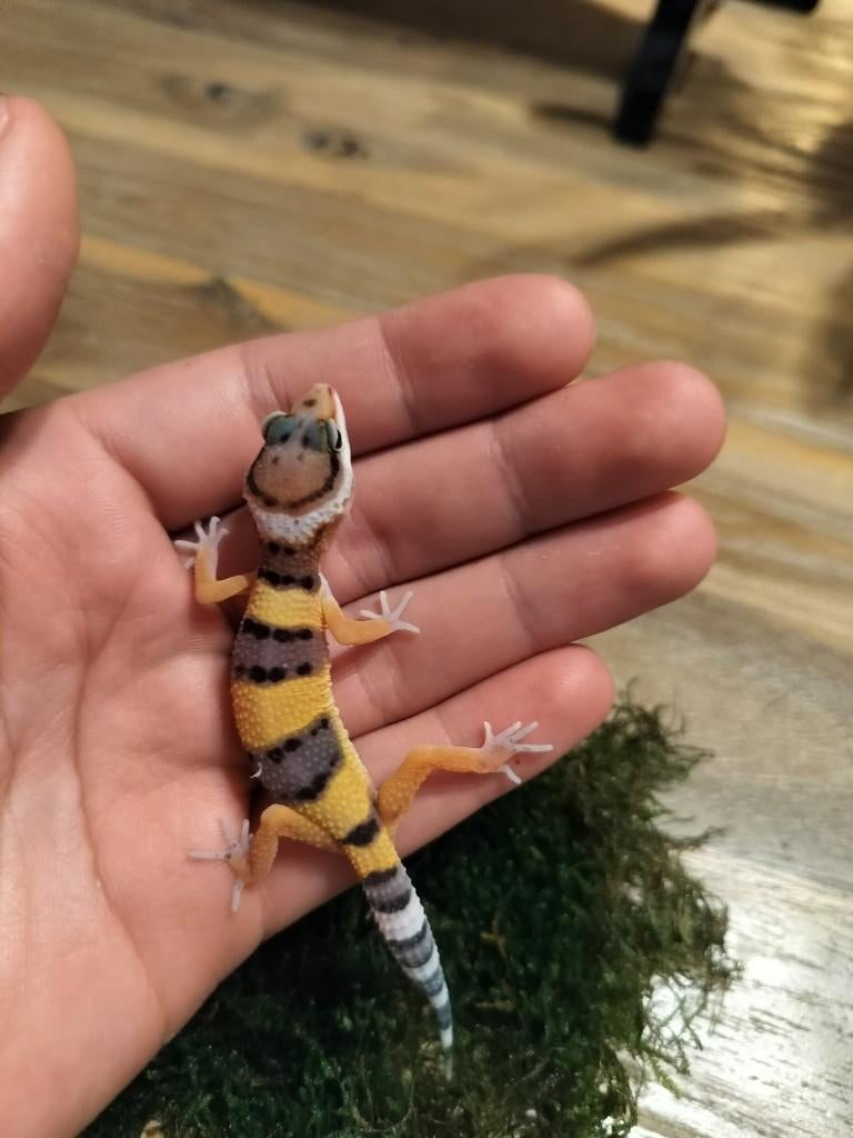 Jonge/ baby luipaardgekko, Dieren en Toebehoren, Hagedis, 0 tot 2 jaar