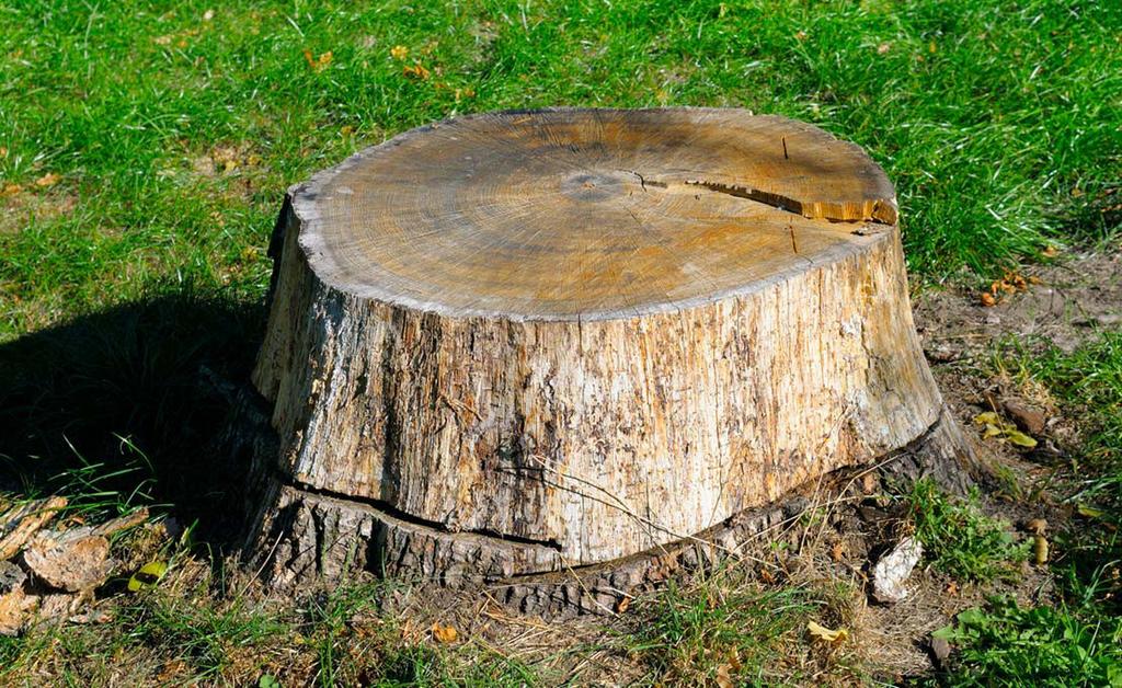 Stronken frezen / stobbenfrezen / boomstronk verwijderen, Tuinonderhoud of Snoeiwerk