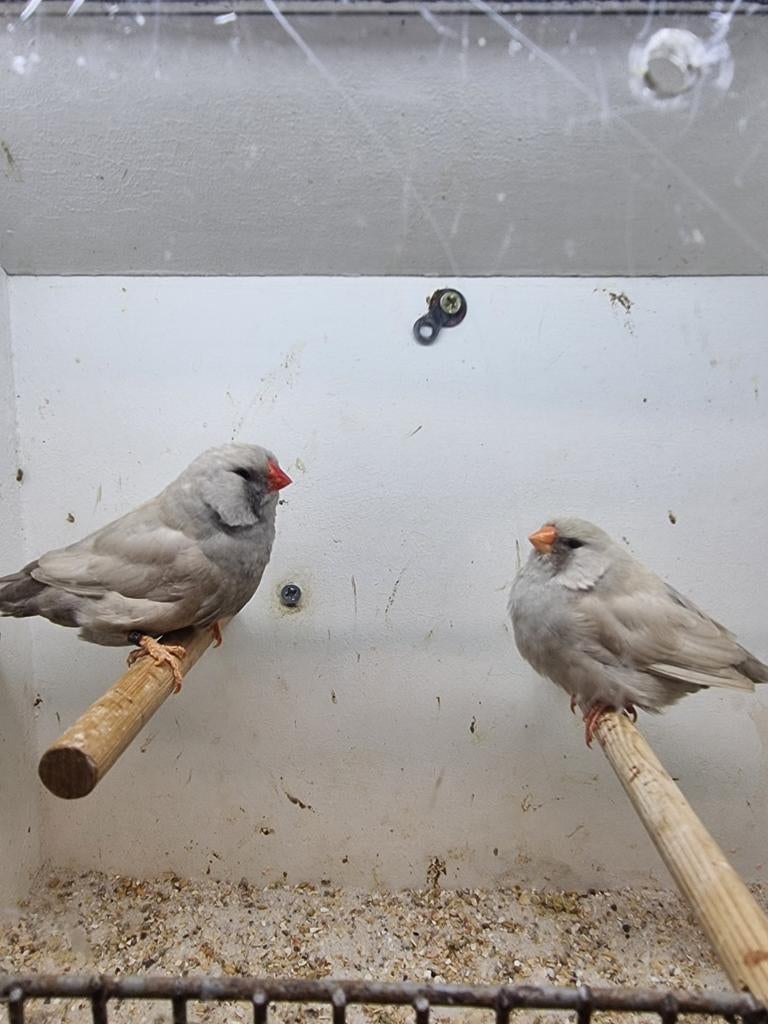 Te koop koppel charcoal Pastel, Meerdere dieren