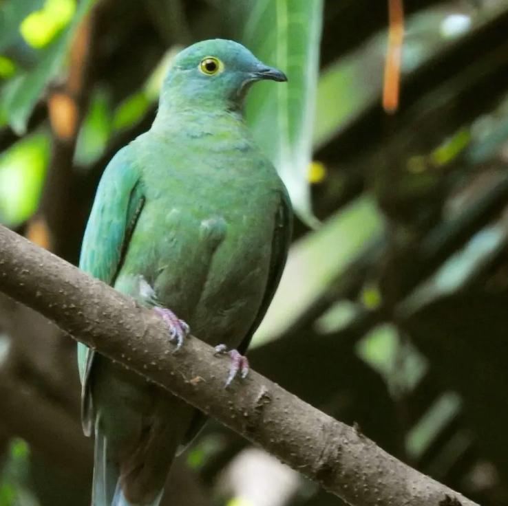 Zwartnekvruchtenduif, duivin, 2024, Dieren en Toebehoren, Vogels | Overige Vogels, Vrouwelijk, Geringd