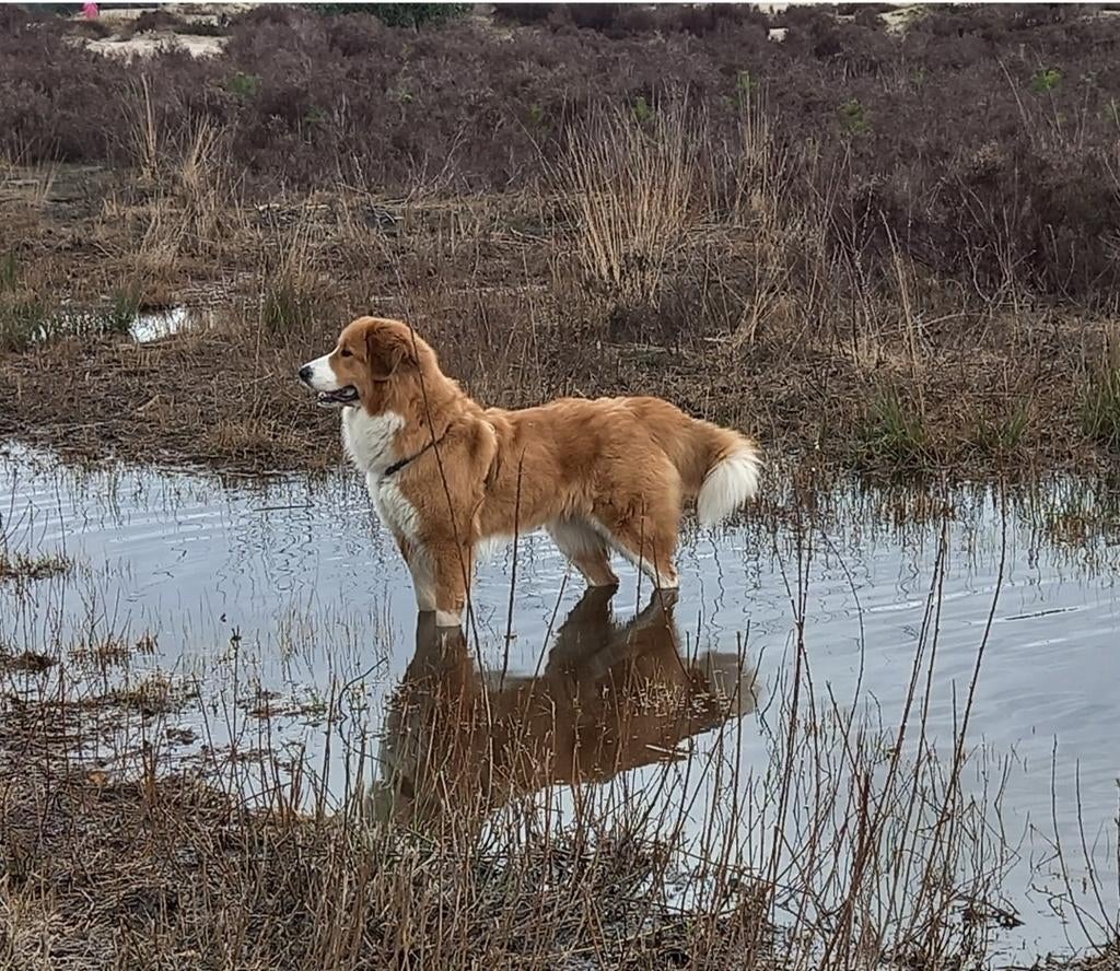 Pups Leonberger / pyreneese berghond / berner kruising, Dieren en Toebehoren, Honden | Niet-rashonden, Groot, Meerdere dieren