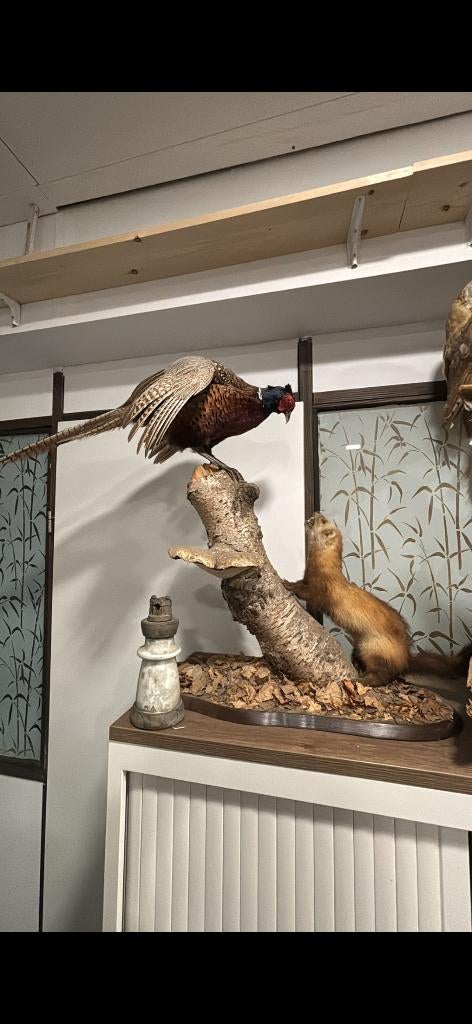 Opgezette fazant met bunzing, Verzamelen, Dierenverzamelingen, Ophalen of Verzenden, Zo goed als nieuw, Vogel, Opgezet dier