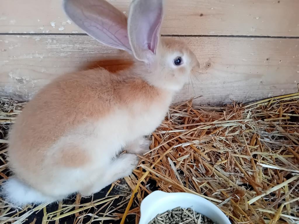 Dekram gezocht vlaamse reus, Dieren en Toebehoren, Mannelijk, Groot