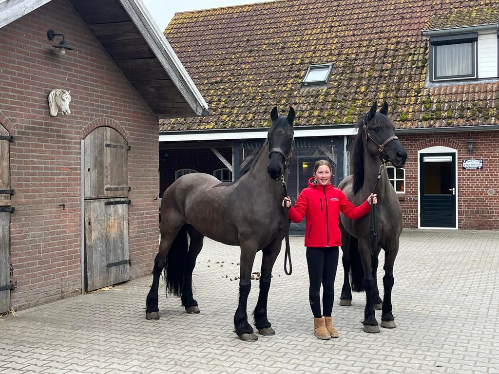 Te koop span brave betuigde en gereden Arabo Friezen, Dieren en Toebehoren, Merrie, Met stamboom, M, 11 jaar of ouder