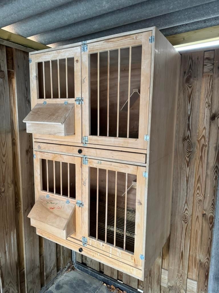 Duivenkast/ kweekhok/ postduiven, Meerdere dieren, Postduif