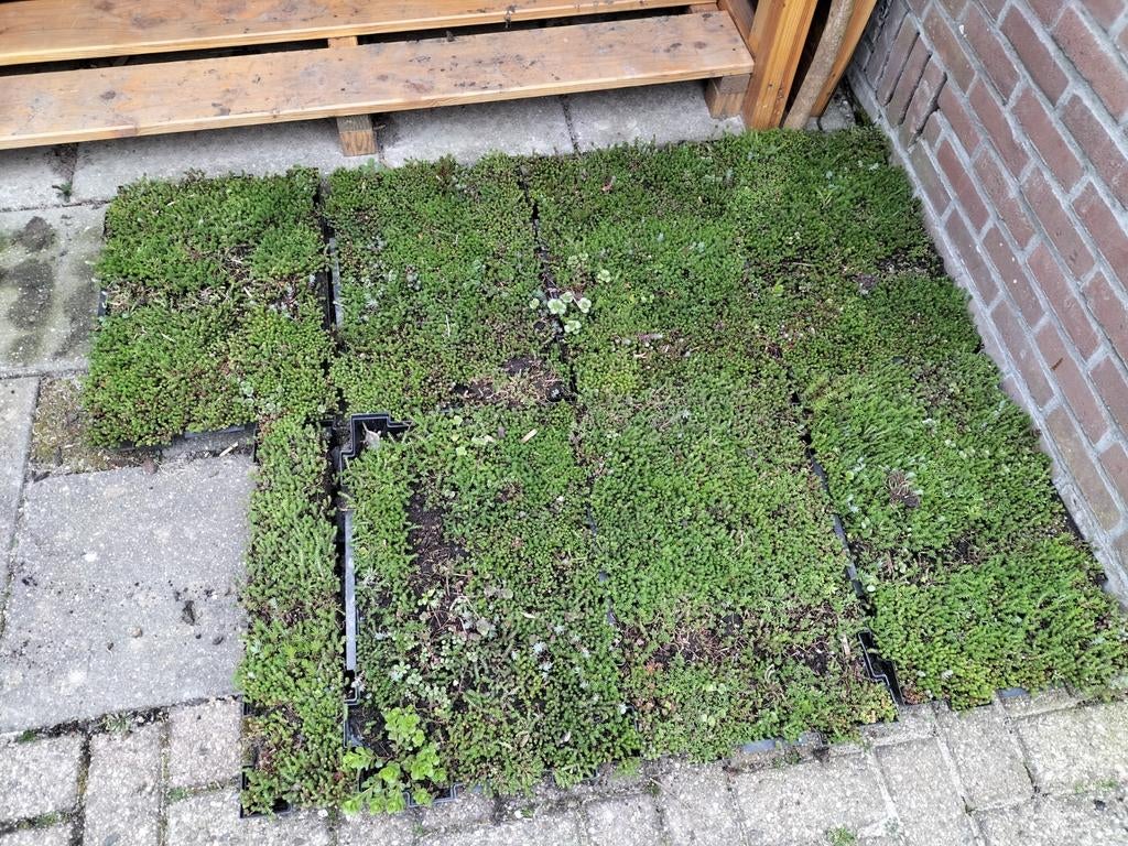 Sedum tegels, Ophalen of Verzenden, Overige soorten, Volle zon