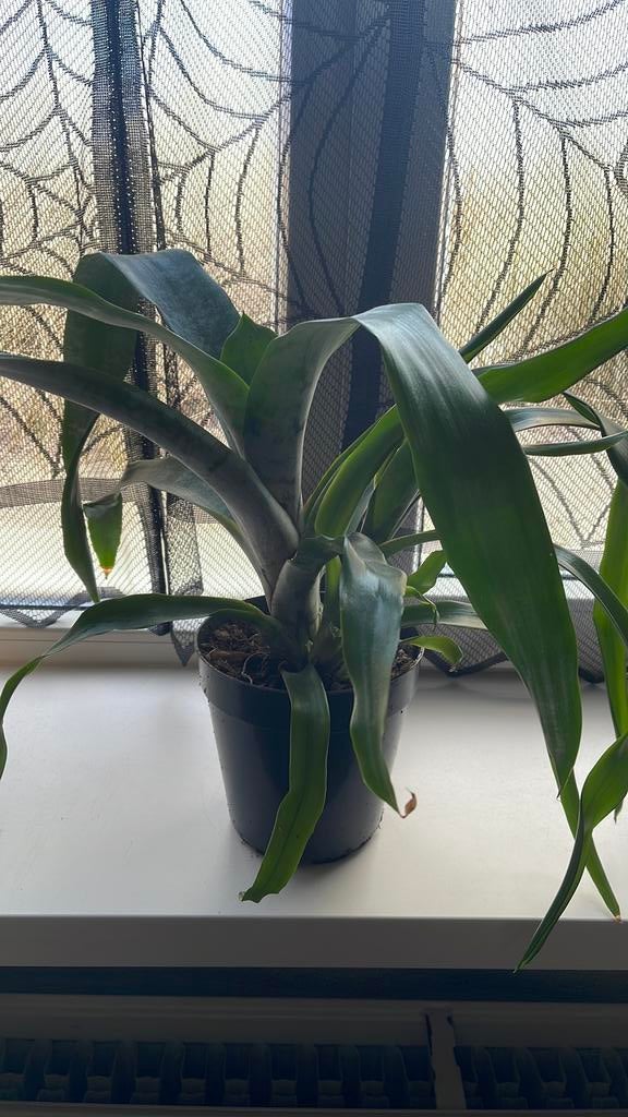 Bromelia kamerplant, Ophalen, Halfschaduw, Minder dan 100 cm