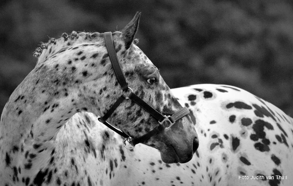 Prachtige appaloosa e-pony  / epony / e pony, Dieren en Toebehoren, Pony's, Z, Ruin, 7 tot 10 jaar, Gechipt