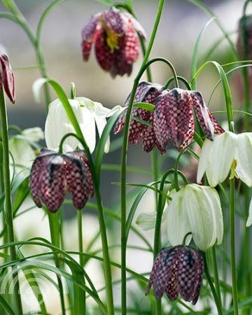 BOLLEN Fritillaria meleagris Kievitsbloem - mix Paars-Wit, Tuin en Terras, Planten | Tuinplanten, Vaste plant, Ophalen of Verzenden