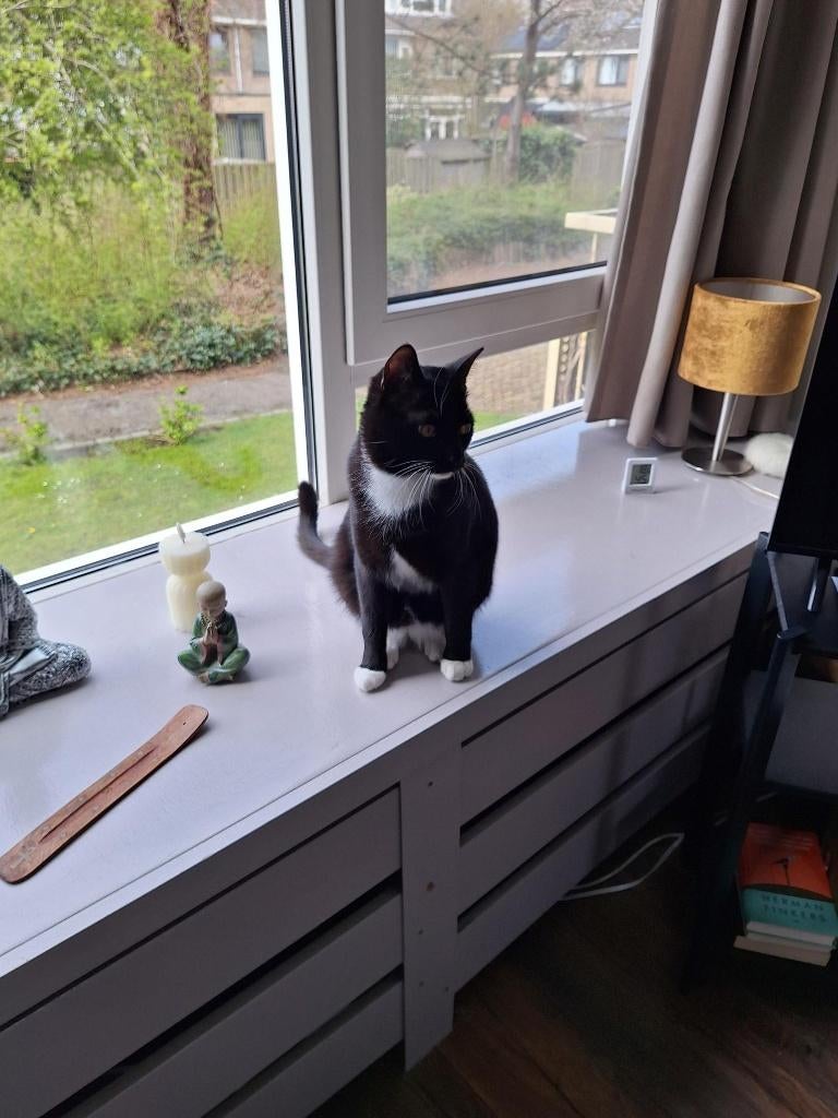 Nieuw thuis gezocht voor Kater Karel, Dieren en Toebehoren, Kater, Gechipt, 0 tot 2 jaar