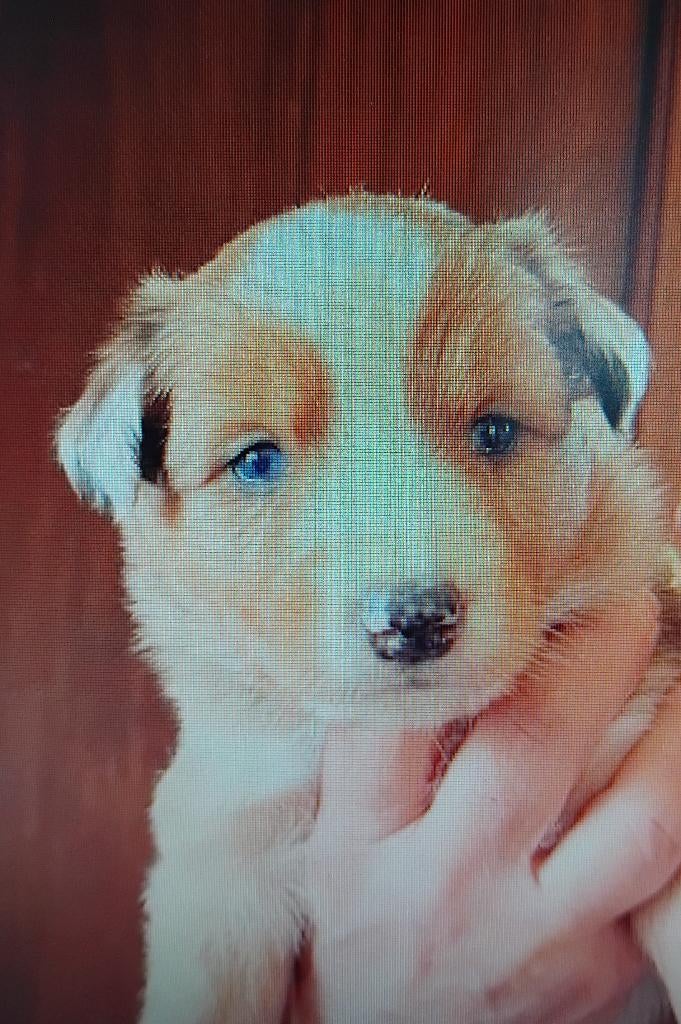 border collie pups, 25% australian shepherd, Reu, 8 tot 15 weken, Collie, Parvo