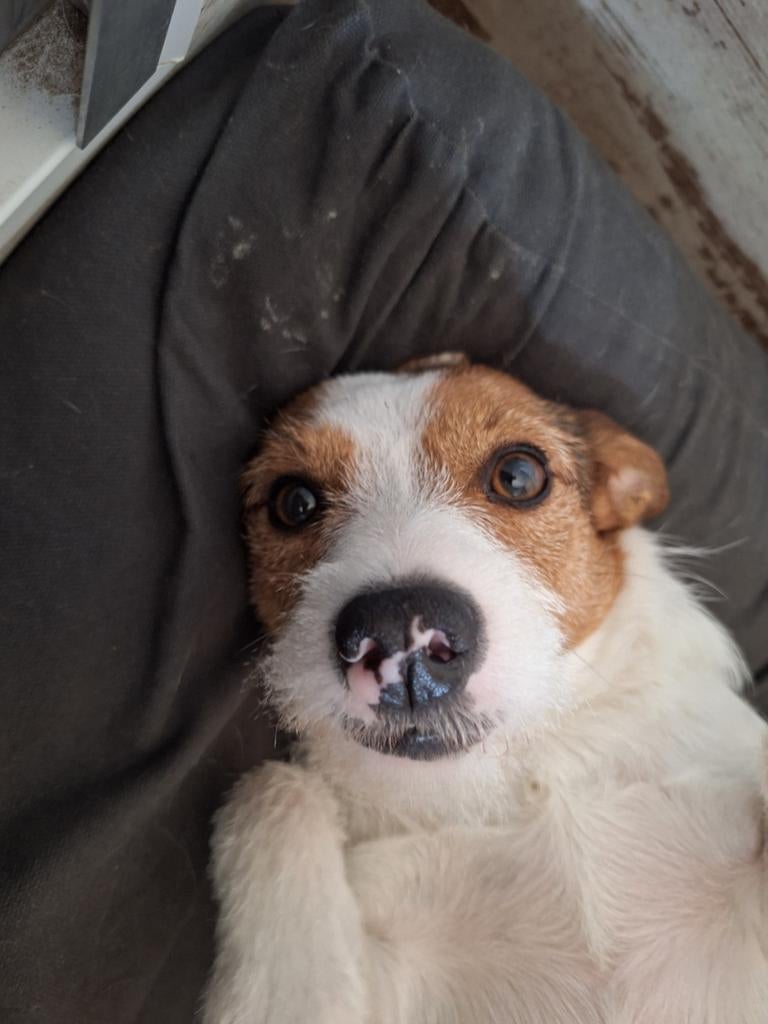 Jackrussel pups 70% kans op merle, Jack Russell Terriër, 8 tot 15 weken, Parvo, Meerdere