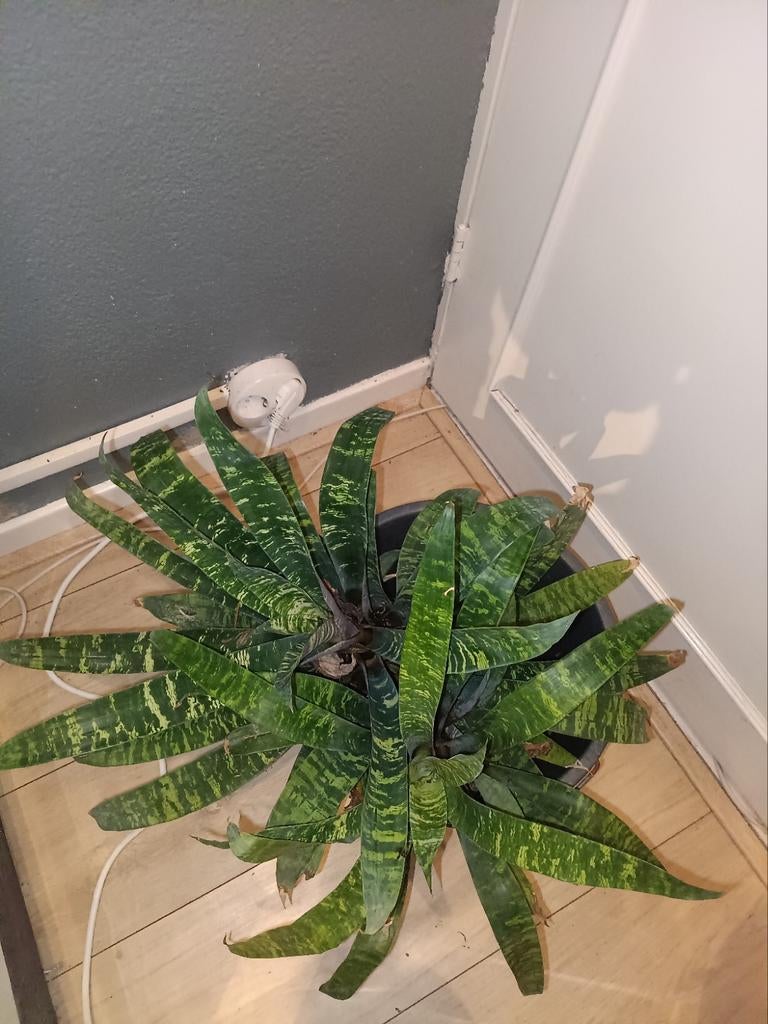 Bromelia. Plant. Kamerplant. Terrarium, Ophalen of Verzenden, Halfschaduw, Minder dan 100 cm