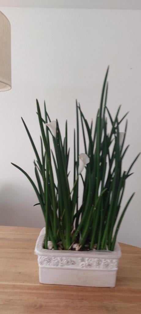Aloë vera plant, Huis en Inrichting, Kamerplanten, Ophalen of Verzenden, Halfschaduw, Minder dan 100 cm