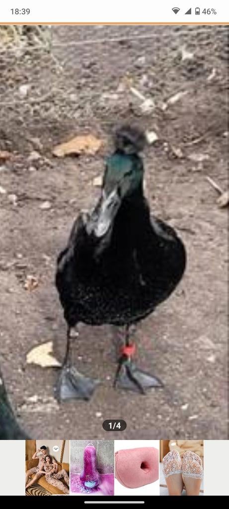 Loopeend broedeieren met kans op kuif!, Dieren en Toebehoren, Geslacht onbekend, Eend