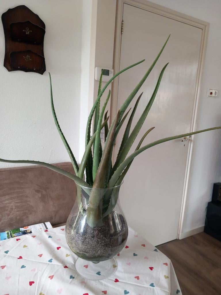 Aloë vera plant in cognac glas, Huis en Inrichting, Kamerplanten, Groene kamerplant, Ophalen