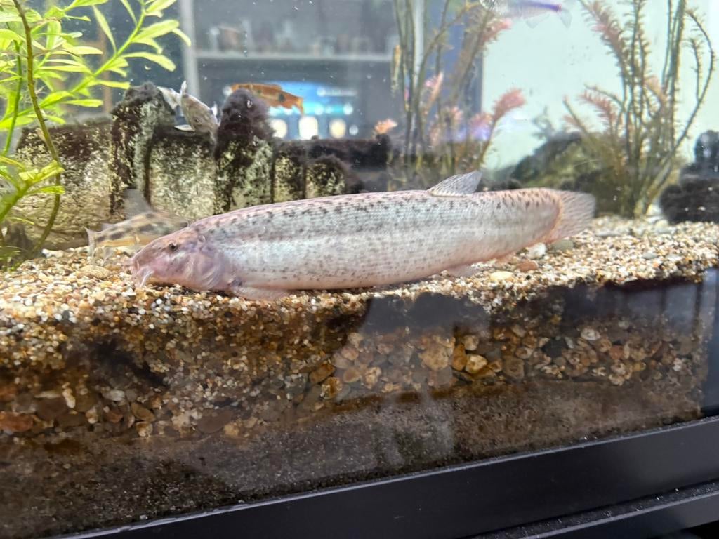 Diverse vissen zoetwater aquarium, Dieren en Toebehoren, Vissen | Aquariumvissen, Vis