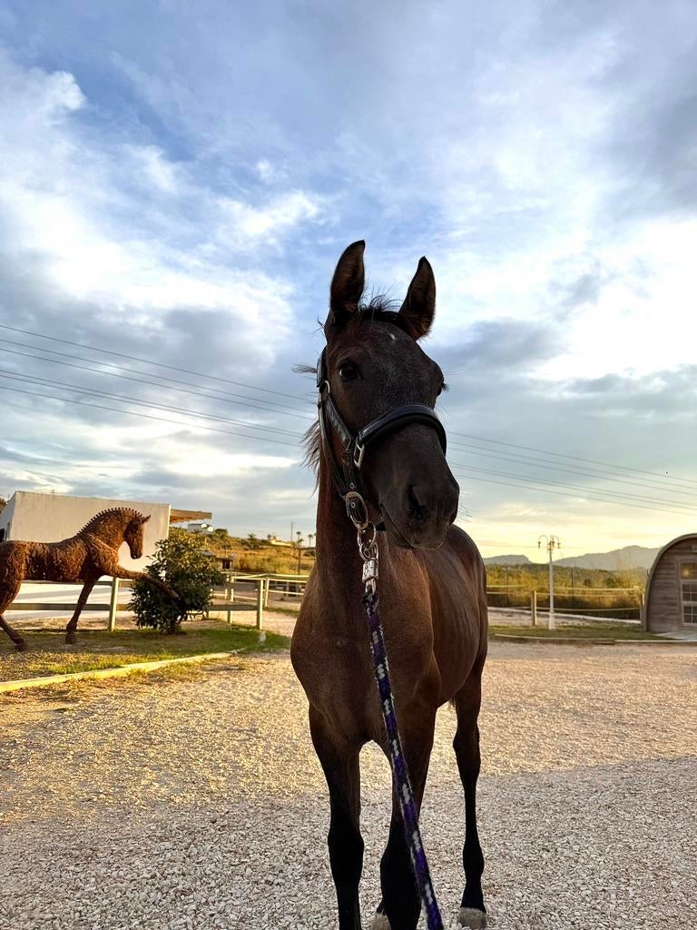 Te koop mooie jaarling hengst, Dieren en Toebehoren, Paarden, Hengst, Onbeleerd, Minder dan 160 cm, 0 tot 2 jaar, Dressuurpaard