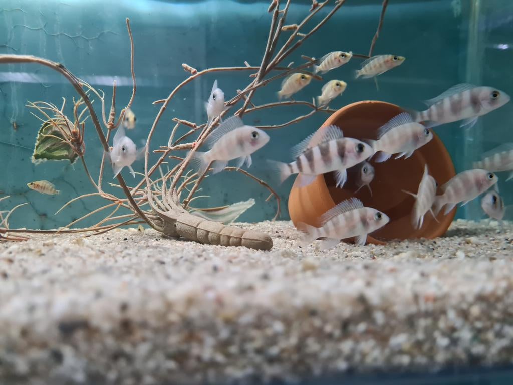 Frontosa Burundi Tanganyika Cichliden, Dieren en Toebehoren, Vissen | Aquariumvissen, Vis, Zoetwatervis