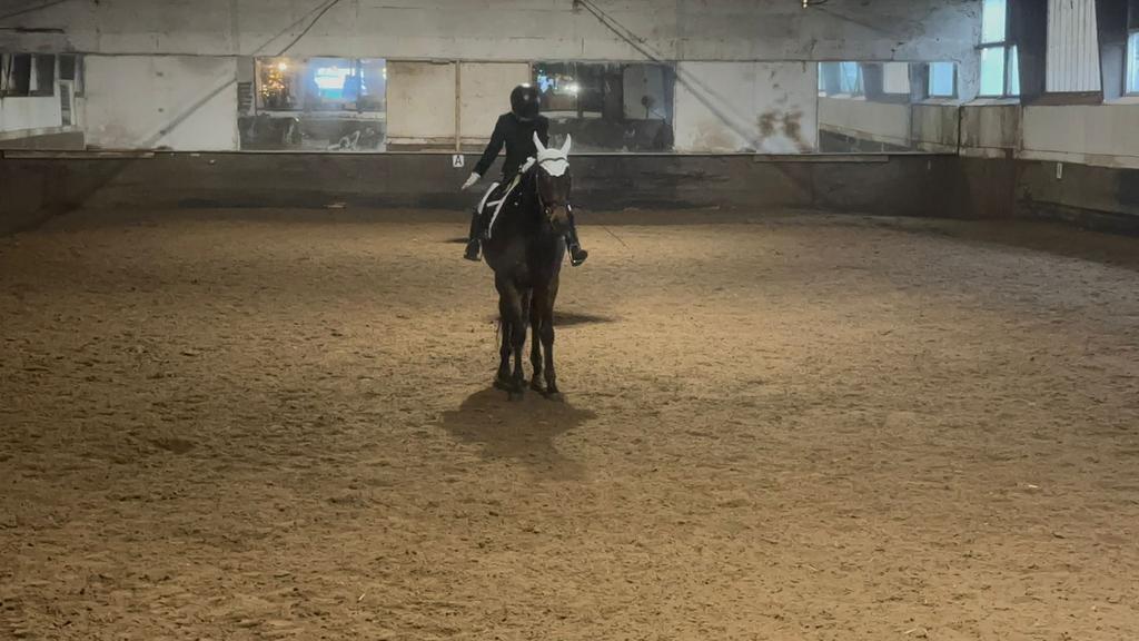 verzorger/bijrijder aangeboden/verzorg /lease pony gezocht, Ophalen of Verzenden, Nieuw